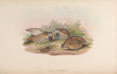 Coturnix coromandelica von John Gould